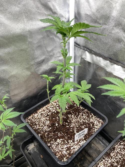 Chrome Dome (Compound Genetics). Week 6