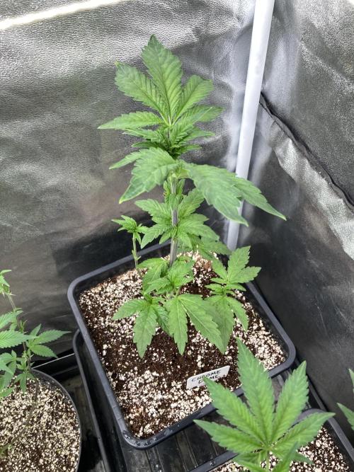 Chrome Dome (Compound Genetics). Week 6