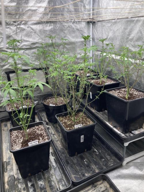 Chrome Dome (Compound Genetics). Week 6