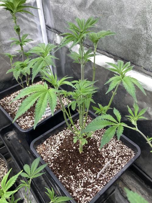 All Starz (LIT FARMS). Week 6