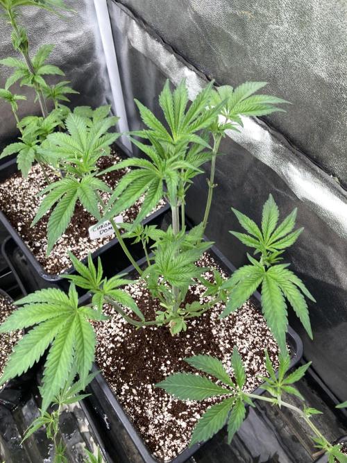 All Starz (LIT FARMS). Week 6