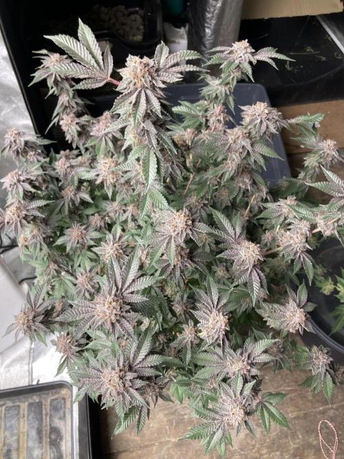 Colorado Nightshifter (Relentless). Week 27