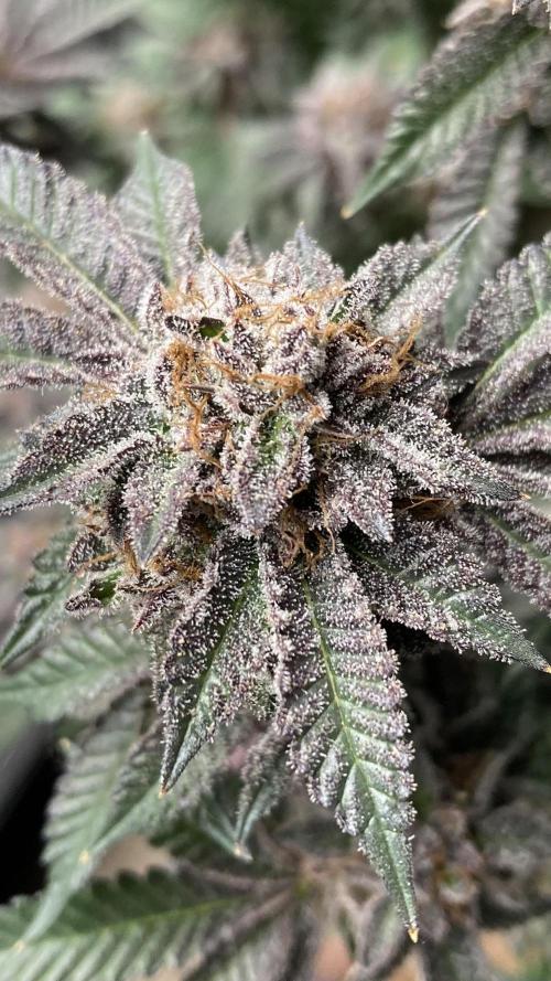 Colorado Nightshifter (Relentless). Week 27