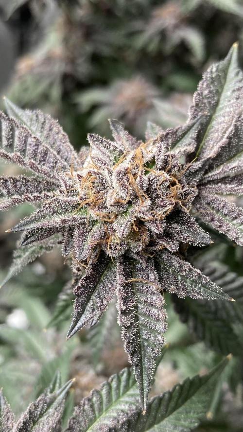 Colorado Nightshifter (Relentless). Week 27