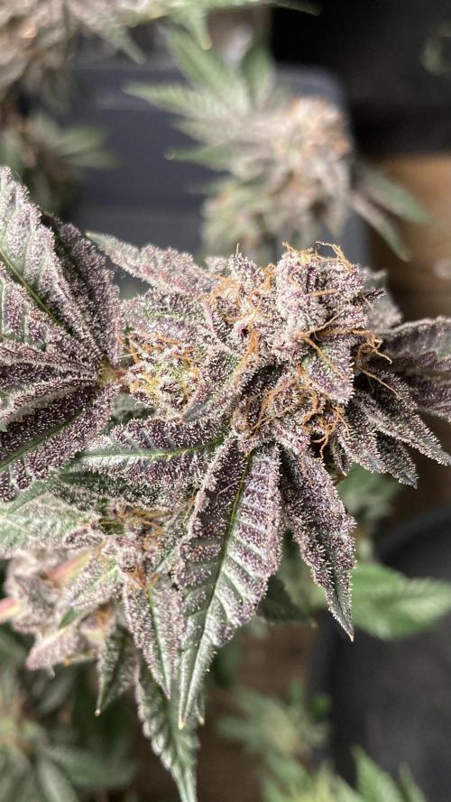 Colorado Nightshifter (Relentless). Week 27