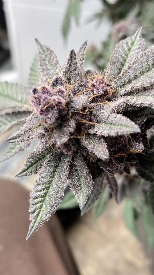 Colorado Nightshifter (Relentless). Week 27