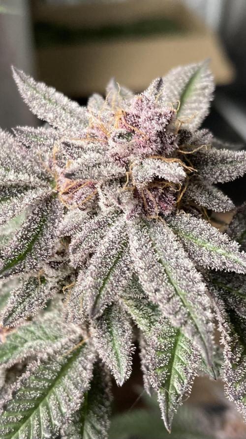 Colorado Nightshifter (Relentless). Week 27