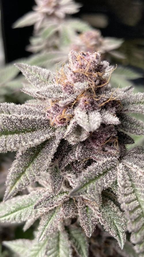 Colorado Nightshifter (Relentless). Week 27