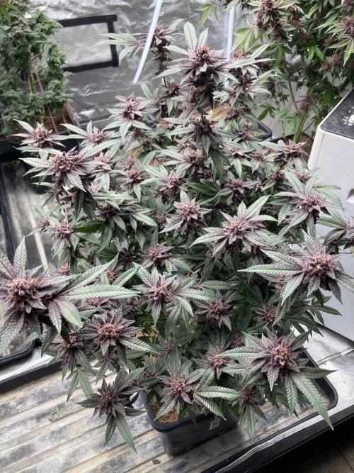 Colorado Nightshifter (Relentless). Week 27