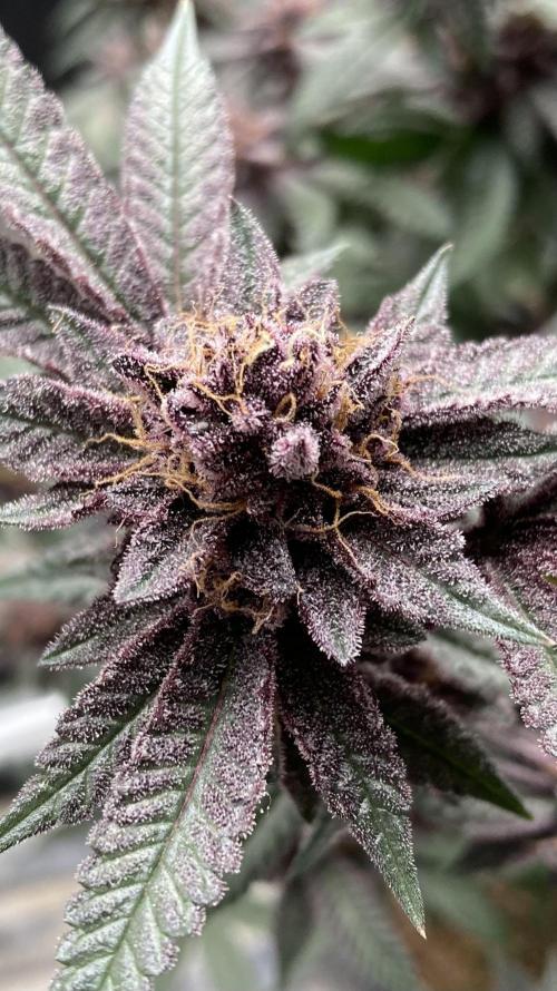 Colorado Nightshifter (Relentless). Week 27