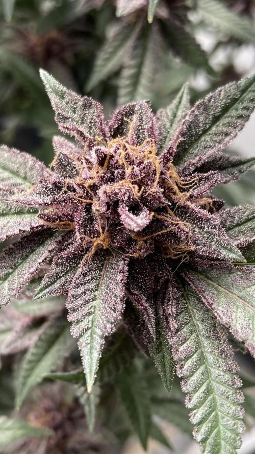 Colorado Nightshifter (Relentless). Week 27