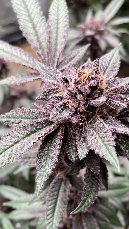 Colorado Nightshifter (Relentless). Week 27