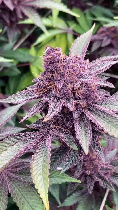 Colorado Nightshifter (Relentless)