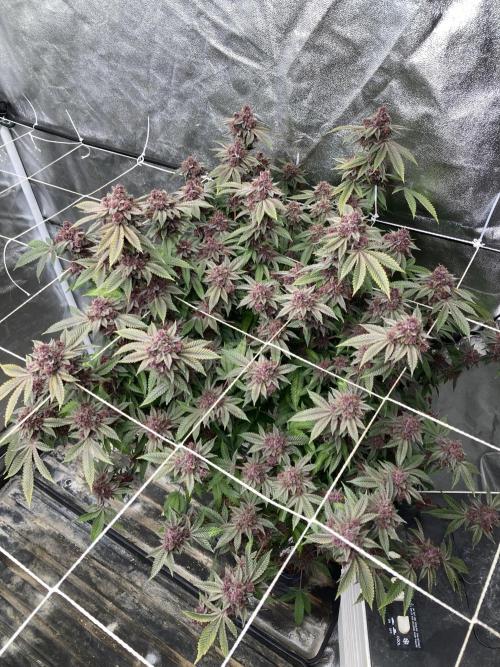 Colorado Nightshifter (Relentless). Week 27