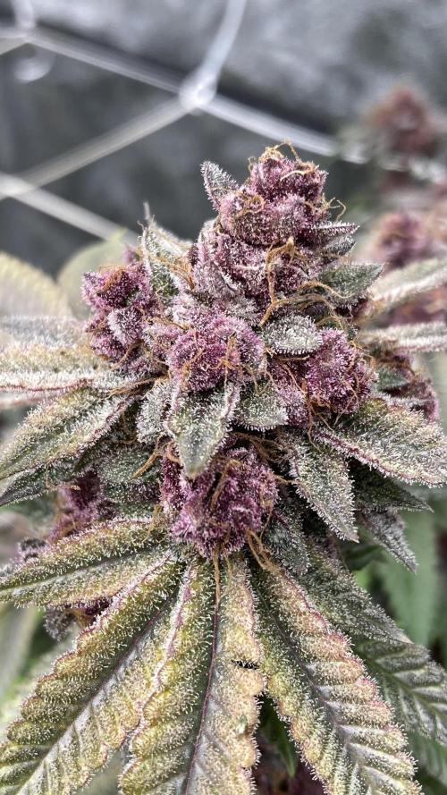 Colorado Nightshifter (Relentless). Week 27