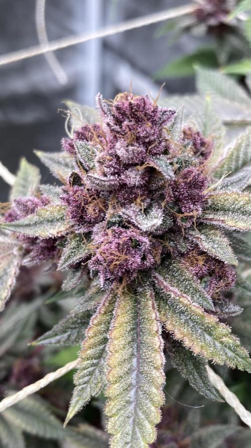 Colorado Nightshifter (Relentless). Week 27