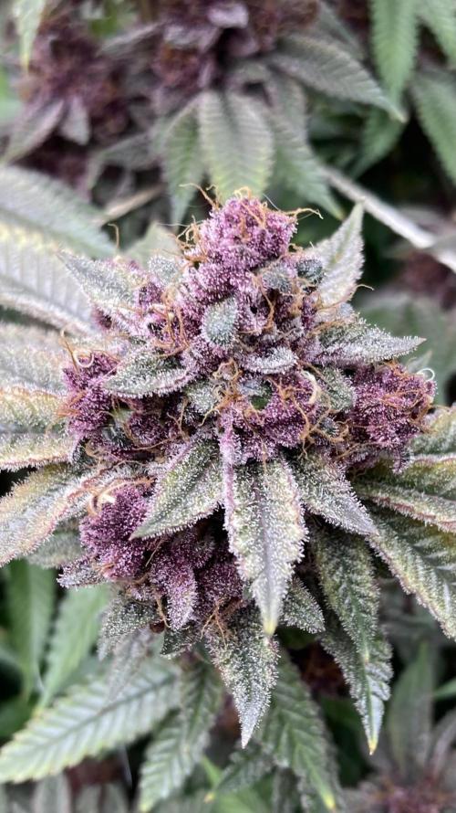 Colorado Nightshifter (Relentless). Week 27