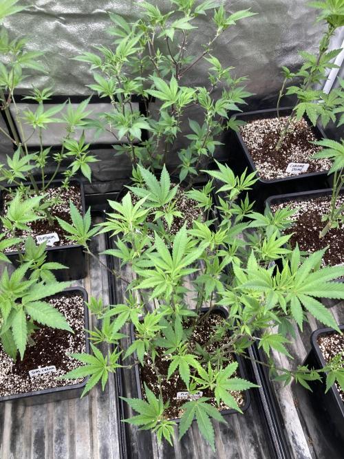 PLATINUMZ#2&3 Clones (In House Genetics). Week 1