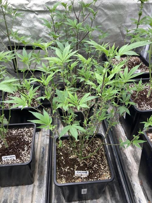 PLATINUMZ#2&3 Clones (In House Genetics). Week 1