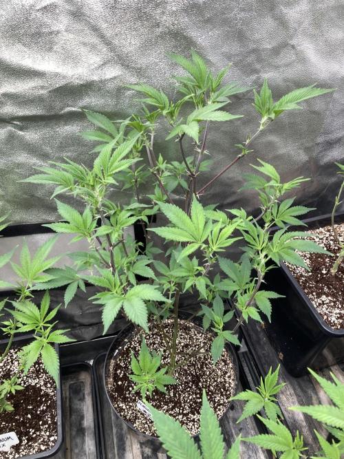PLATINUMZ#2&3 Clones (In House Genetics). Week 1