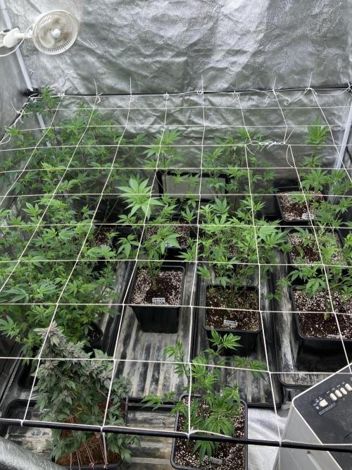 PLATINUMZ#2&3 Clones (In House Genetics). Week 1