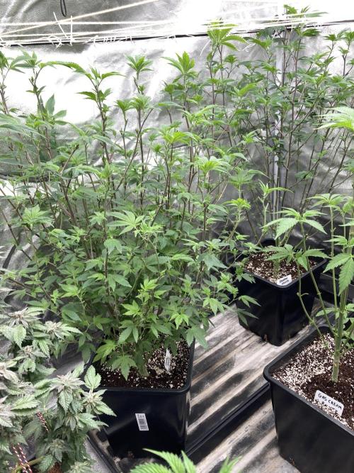 Rainbow Gelato Clones (Wizard Trees). Week 1