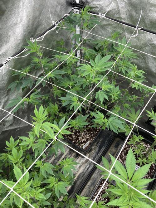 Rainbow Gelato Clones (Wizard Trees). Week 1