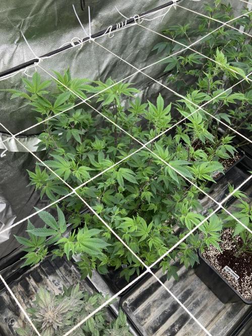 Rainbow Gelato Clones (Wizard Trees). Week 1