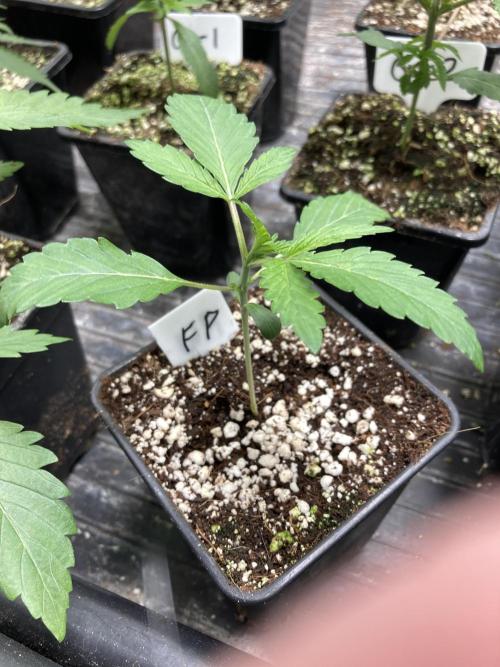 FrozayPie x MannaMountain (ttcultivator). Week 2