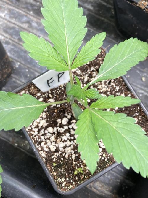 FrozayPie x MannaMountain (ttcultivator). Week 2