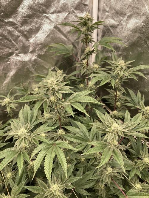 Animorph Mints ‘My Keeper Cut’. Week 6