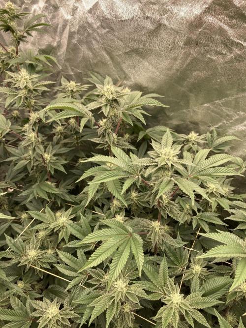 Animorph Mints ‘My Keeper Cut’. Week 6