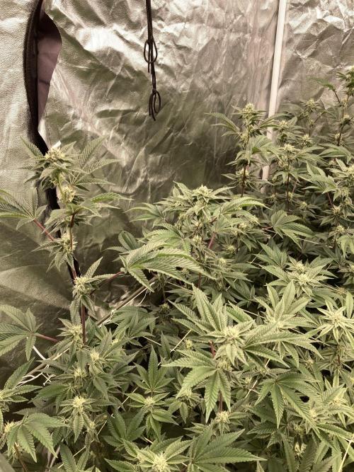 Animorph Mints ‘My Keeper Cut’. Week 6