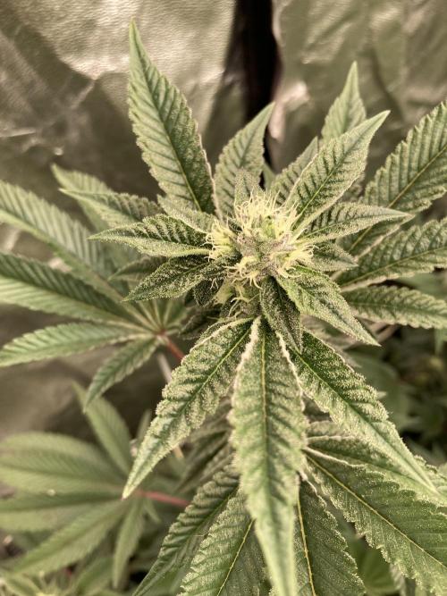 Animorph Mints ‘My Keeper Cut’. Week 6