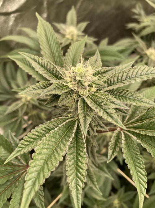 Animorph Mints ‘My Keeper Cut’. Week 6