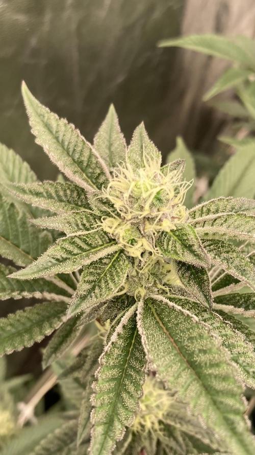 Animorph Mints ‘My Keeper Cut’. Week 6