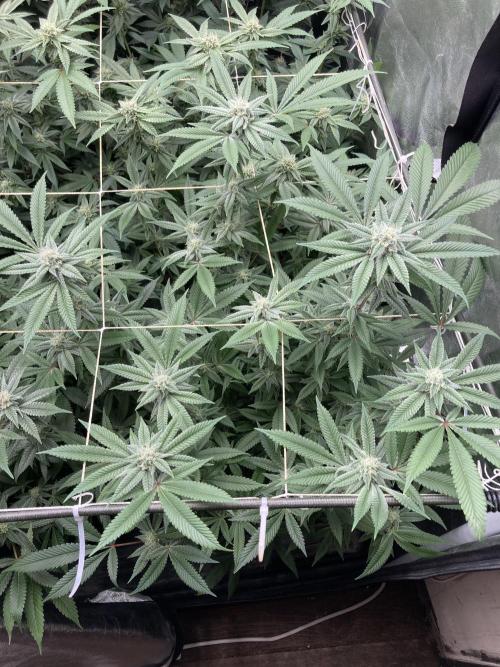 Glazed Pastries Clones (In House Gen). Week 6