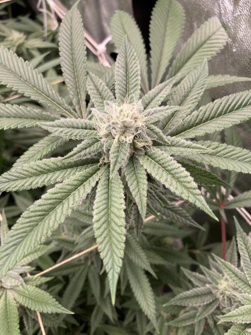 Glazed Pastries Clones (In House Gen). Week 6