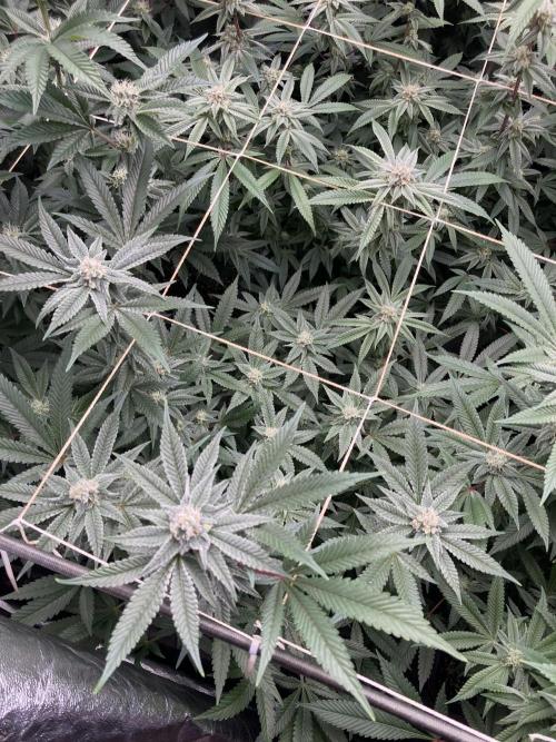 Glazed Pastries Clones (In House Gen). Week 6