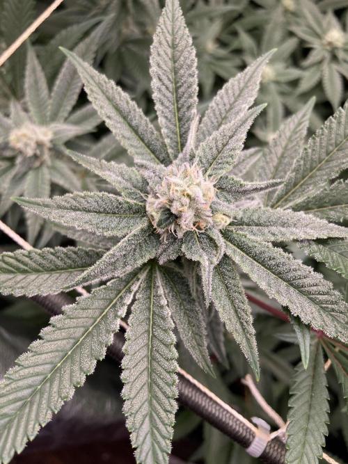 Glazed Pastries Clones (In House Gen). Week 6