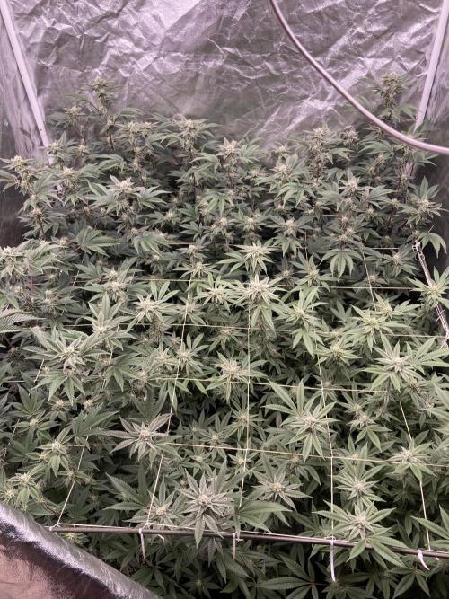 Pink Runtz x Hollywood Clones (Cookies). Week 6