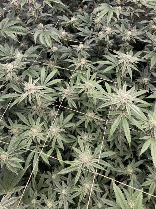 Pink Runtz x Hollywood Clones (Cookies). Week 6