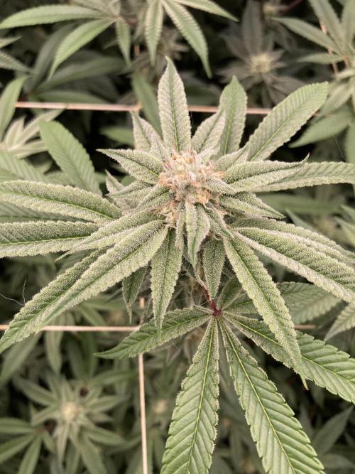 Pink Runtz x Hollywood Clones (Cookies). Week 6