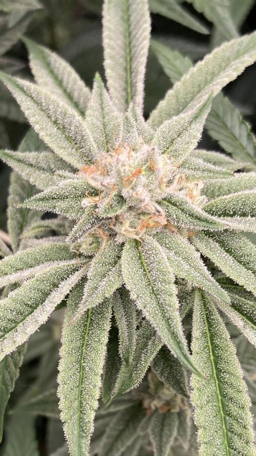 Pink Runtz x Hollywood Clones (Cookies). Week 6