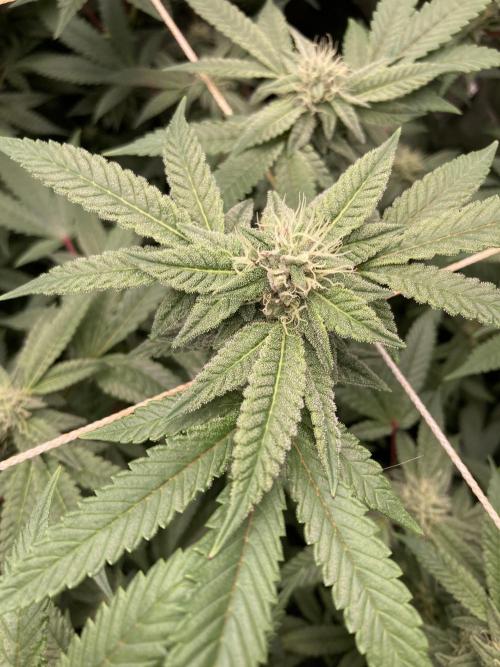 Pink Runtz x Hollywood Clones (Cookies). Week 6