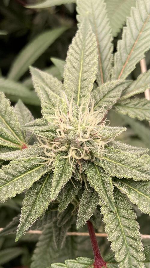 Pink Runtz x Hollywood Clones (Cookies). Week 6