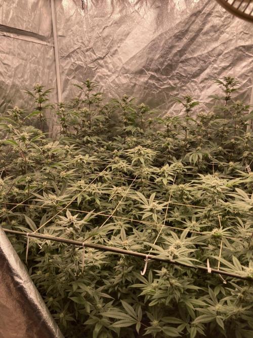 Pink Runtz x Hollywood Clones (Cookies). Week 6