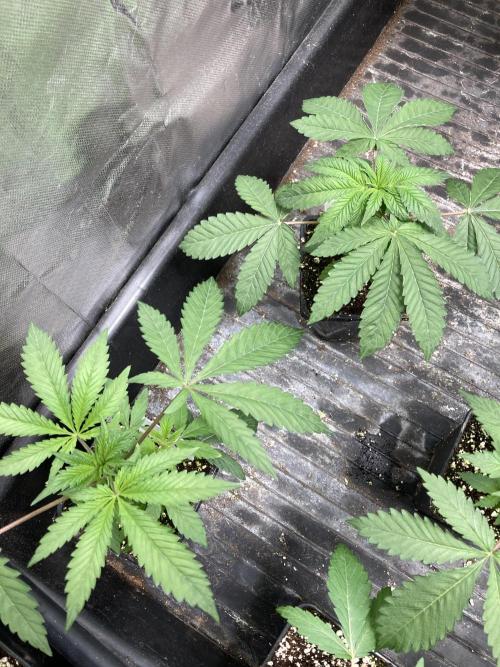 Gastini (LIT Farms). Week 4