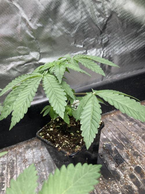 Gastini (LIT Farms). Week 4