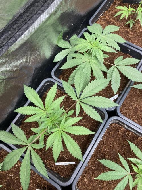 Gastini (LIT Farms). Week 4